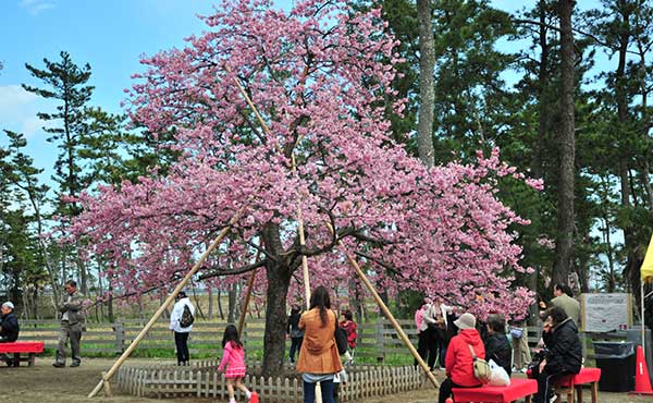 しらこ温泉桜まつりのご案内 2月13日 3月5日 千葉 九十九里 房総半島 のリゾートホテル ホテル一宮シーサイドオーツカ