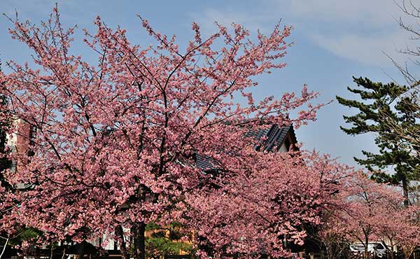 しらこ温泉桜まつりのご案内 千葉 九十九里 房総半島 のリゾートホテル ホテル一宮シーサイドオーツカ