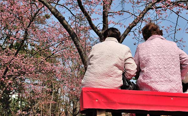 しらこ温泉桜まつりのご案内 千葉 九十九里 房総半島 のリゾートホテル ホテル一宮シーサイドオーツカ