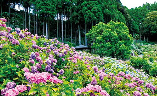 6月の房総 九十九里周辺観光スポット 千葉 九十九里 房総半島 のリゾートホテル ホテル一宮シーサイドオーツカ